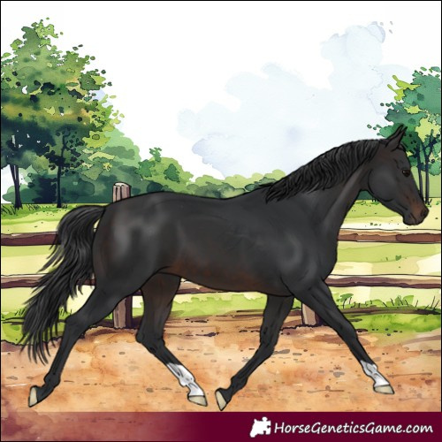 Horse Color:Brown 