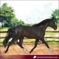 Horse Color:Brown 