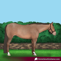 Horse Color:Amber Champagne Rabicano 