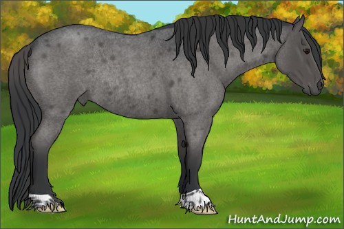Horse Color:Blue Roan Rabicano 