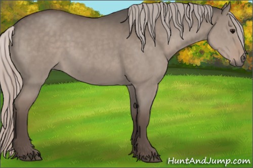 Horse Color:Silver Grullo 