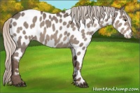 Horse Color:Silver Grullo Near Leopard 