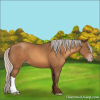 Horse Color:Gray Silver Sable Champagne 