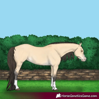 Horse Color:Buckskin Dun Splash 