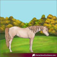 Horse Color:Gold Champagne Pearl Rabicano  and Gold Champagne Pearl Rabicano 
