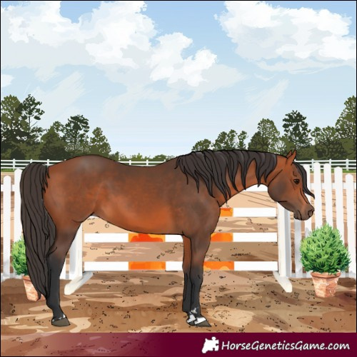 Horse Color:Bay 