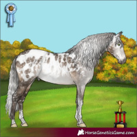 Horse Color:Gray Brown Dun Mushroom Sabino Tobiano Appaloosa Rabicano Brindle  and Gray Silver Brown Dun Mushroom Tobiano Appaloosa Rabicano 
