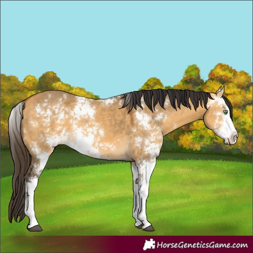 Horse Color:Buckskin Dun Sabino 