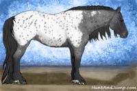 Horse Color:Blue Roan Appaloosa 