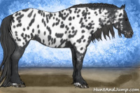 Horse Color:Blue Roan Appaloosa 