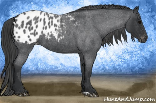 Horse Color:Blue Roan Blanket 