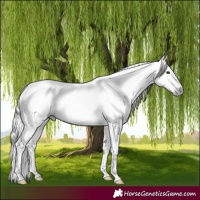 Horse Color:Gray Classic Champagne Tobiano 