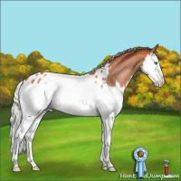 Horse Color:Silver Bay Splash Appaloosa Rabicano