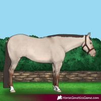Horse Color:Sable Champagne Dun Rabicano 
