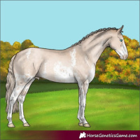 Horse Color:Chocolate Palomino Pearl Sabino