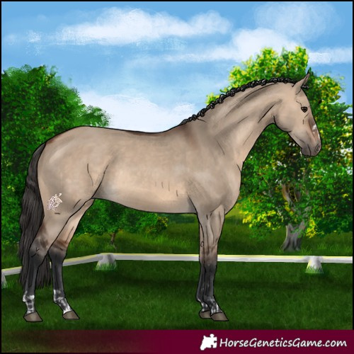 Horse Color:Brown Dun Rabicano and Brown Dun