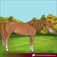 Horse Color:Chestnut and Chestnut Splash