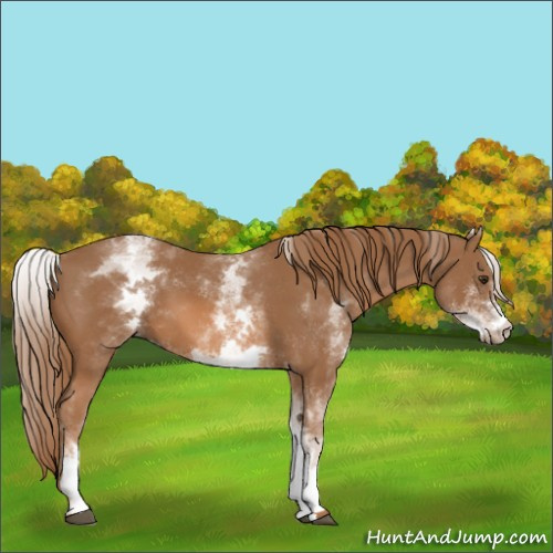 Horse Color:White Spotted Chestnut