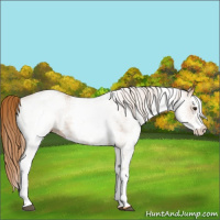 Horse Color:White Spotted Chestnut 