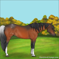 Horse Color:White Spotted Bay 