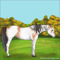 Horse Color:White Spotted Bay