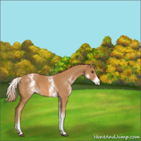 Horse Color:White Spotted Chestnut 