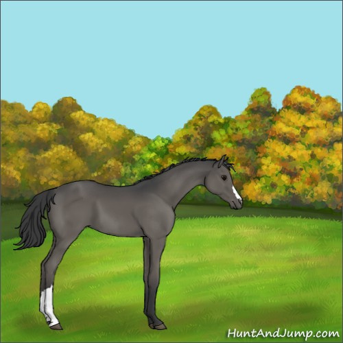 Horse Color:Black