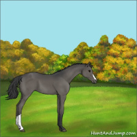Horse Color:Black 