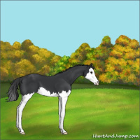 Horse Color:Black Splash