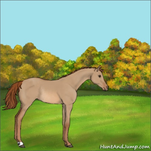 Horse Color:Red Dun Rabicano