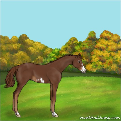 Horse Color:Gray Chestnut Frame 