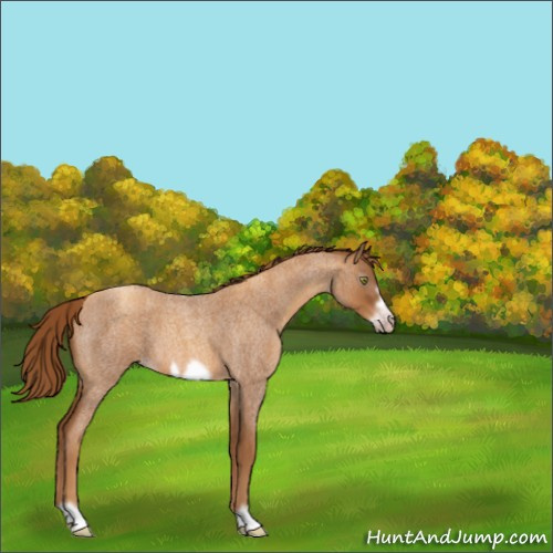 Horse Color:Gray Gold Champagne Roan Frame 