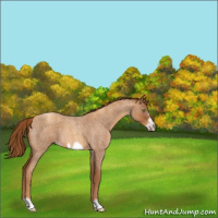 Horse Color:Gray Gold Champagne Roan Frame 