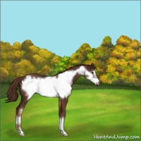 Horse Color:Gray Chestnut Frame