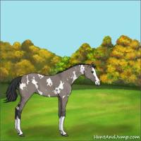 Horse Color:White Spotted Grullo Splash