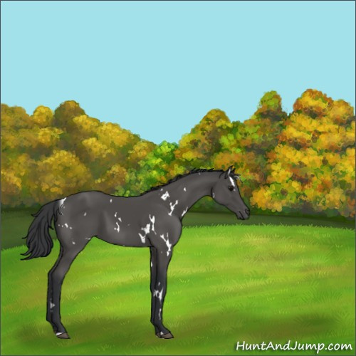 Horse Color:White Spotted Black 