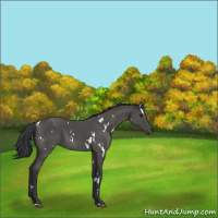 Horse Color:White Spotted Black