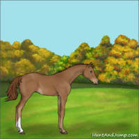 Horse Color:Gray Chestnut