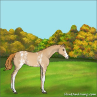 Horse Color:White Spotted Chestnut