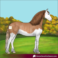 Horse Color:Chestnut Splash Rabicano 