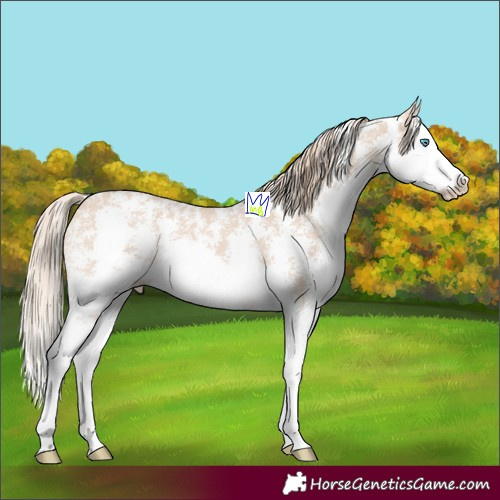 Horse Color:Perlino Sabino Splash 