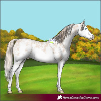Horse Color:Perlino Sabino Splash