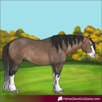 Horse Color:White Spotted Brown Dun Splash