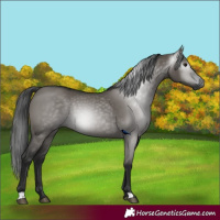 Horse Color:Gray Grullo 