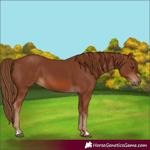 Horse Color:Chestnut 