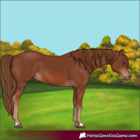 Horse Color:Chestnut 