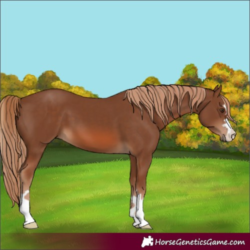 Horse Color:Chestnut 
