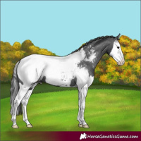 Horse Color:Black Splash Near Fewspot 