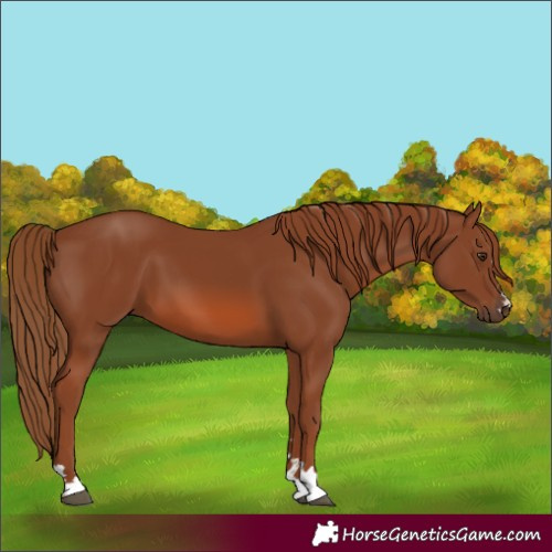 Horse Color:Chestnut 