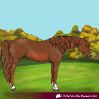 Horse Color:Chestnut 